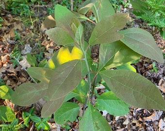 Sassafras tree