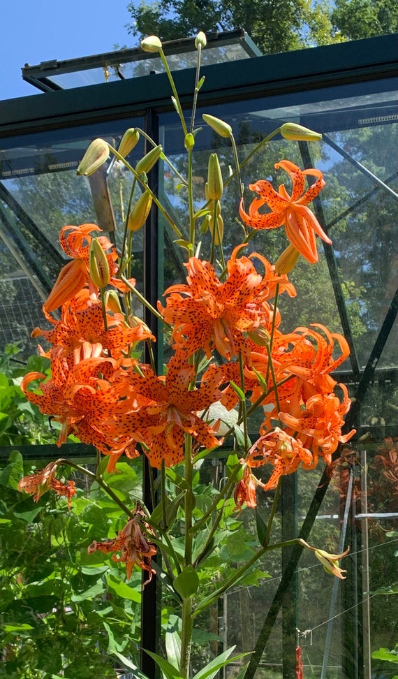 3 Double Tiger Lily Bulbs With 6 FREE Bulbils. Plant Once and Etsy