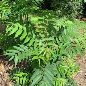 Toona Sinensis plants (Chinese Mahogany, 香椿）