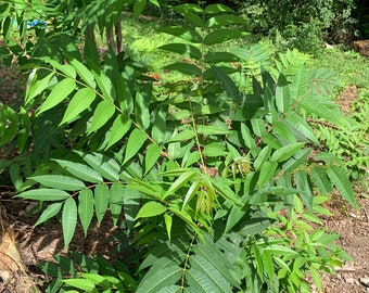 Toona Sinensis plants (Chinese Mahogany, 香椿）