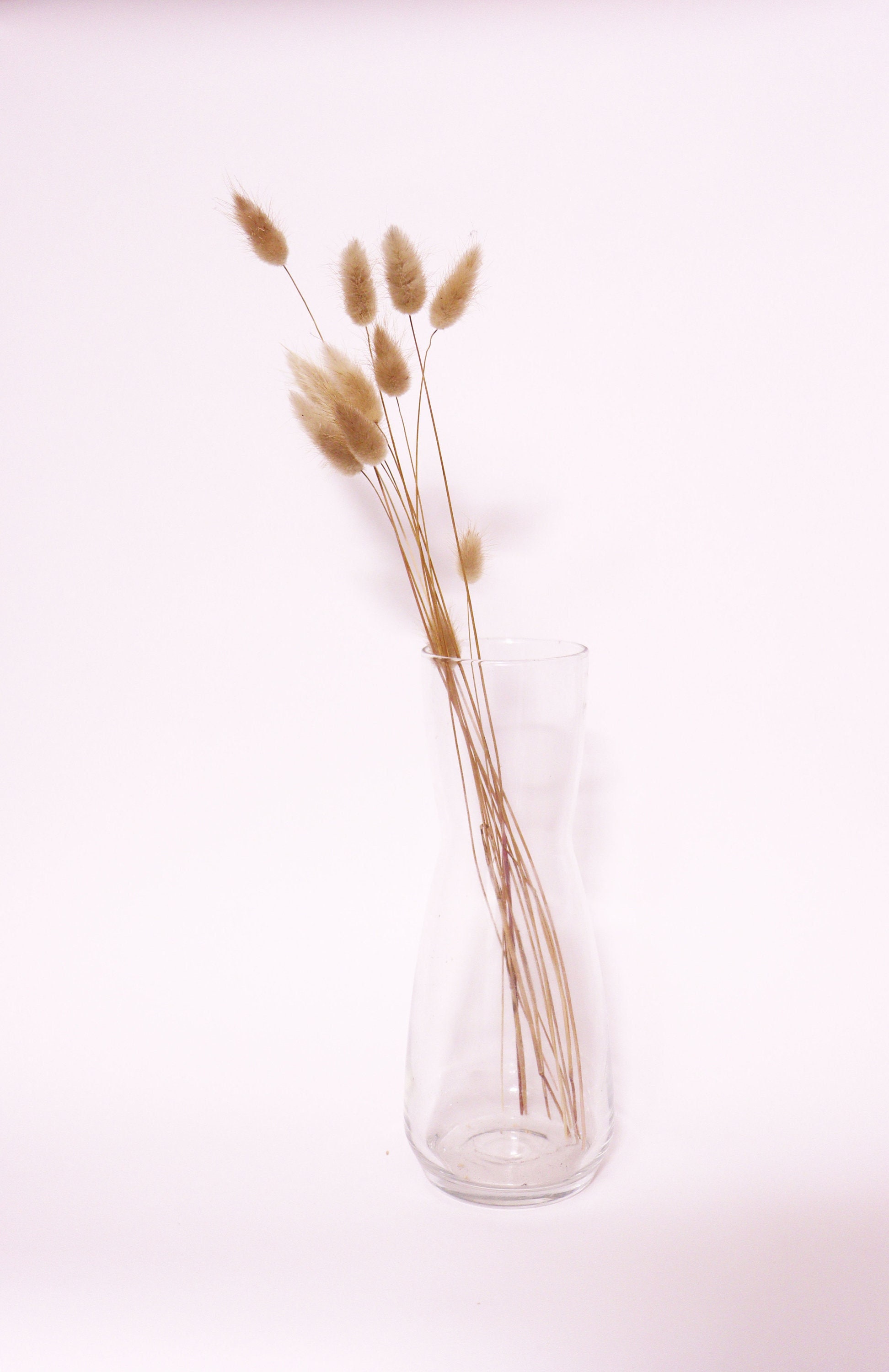 Lagurus Ovatus | Chaton Fleur en Vrac Pour Composition Florale Bouquet de Fleurs Séchées