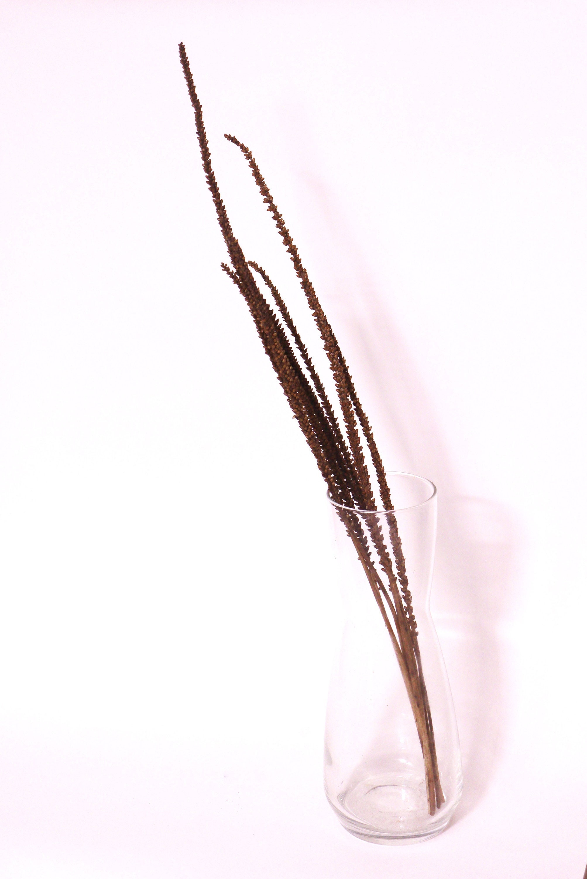 Fleurs Séchées de Plantin | Fleurs Allongées