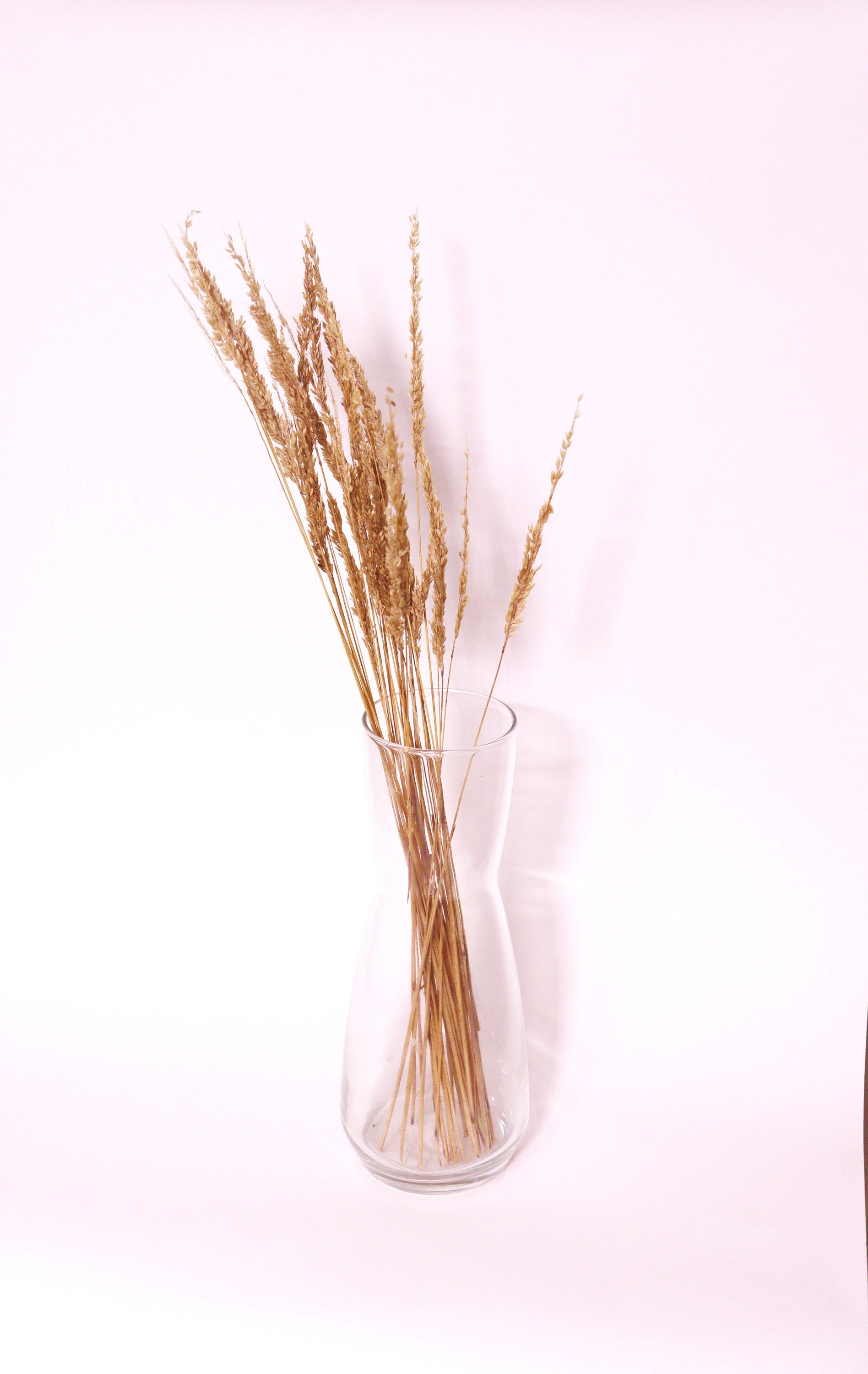 Calamagrostide | Fleur Séchées Naturelles Dried Flower Blé Brun