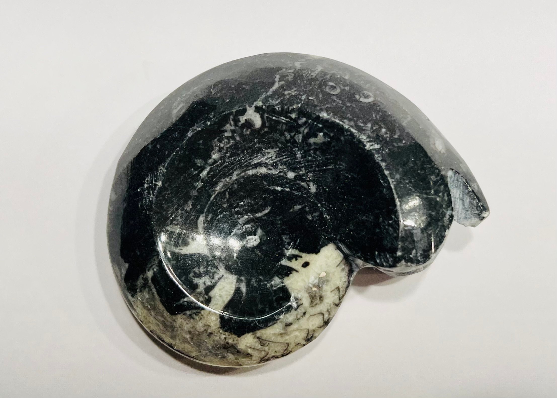 VENDU Ammonite noire 11