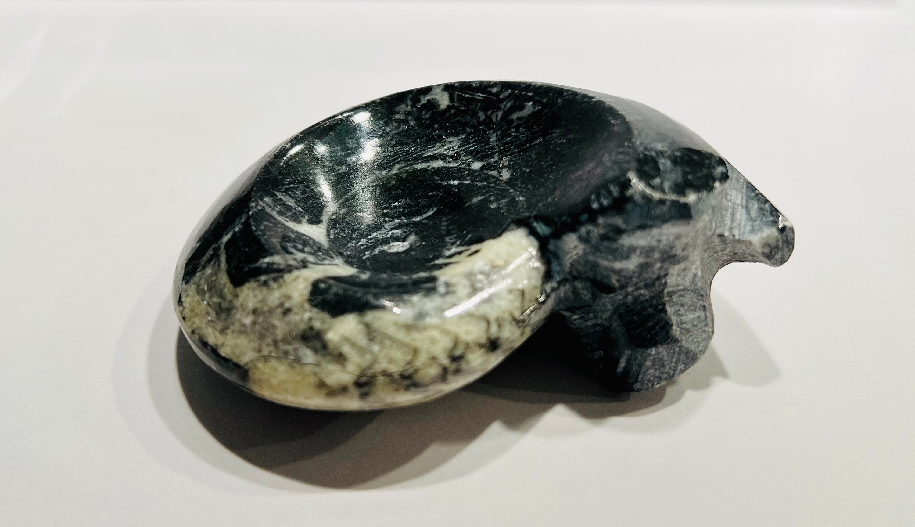VENDU Ammonite noire 13
