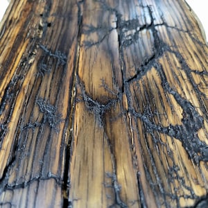 American Sycamore Live Edge Fractal Wood Burn