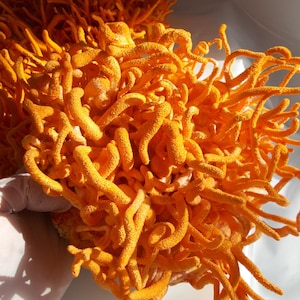 Healthy living! Dried Cordyceps Militaris, grown from American strains here in Tennessee! Gently dried at just the right time for potency-
