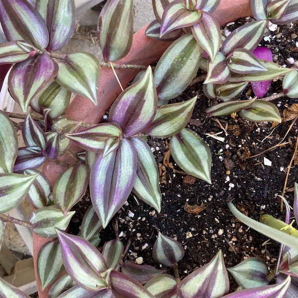 Tradescantia Zebrina | Inchplant | Wandering Jew | zebrina pendula | fresh cut