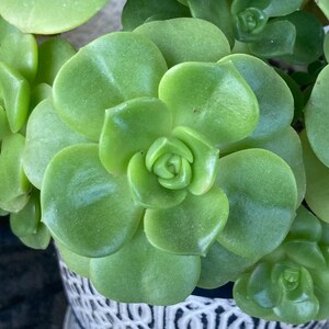 May include: A close-up of a green succulent plant with multiple layers of leaves. The leaves are arranged in a rosette pattern, with the center of the rosette being the newest growth.