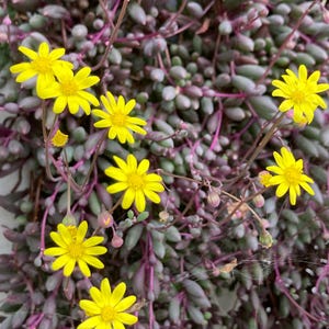 May include: Close-up of a succulent plant with small, oval-shaped, purple-green leaves and bright yellow daisy-like flowers. The flowers have a central yellow disc and thin, radiating petals. The plant's stems are a deep purple color.