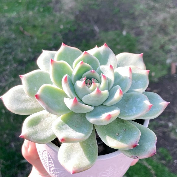 Echeveria Chihuahuaensis| ‘Cat’s Craw’| 5~6” big | bare-rooted