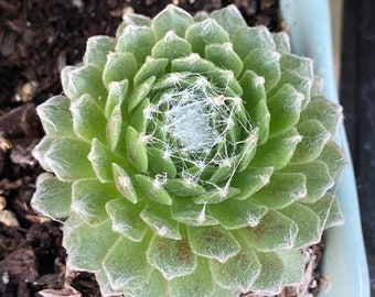 Baby Hens and Chicks Succulent | Sempervivum Arachnoideum | 2~2.5“  inch baby Succulent | rooted Plant