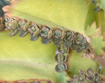 10 buds of Mother of Thousands | Kalanchoe daigremontiana | Mother of Thousands / Mexican Hat Plant succulents