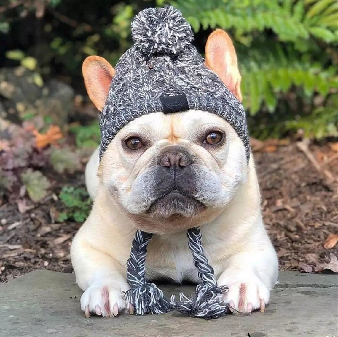 Dog Winter Hat Knitted Pet Hat Hat for Dogs Dog Beanie Etsy