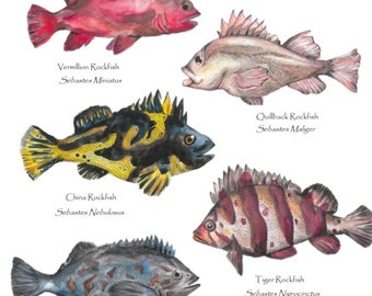 Rockfish of the Salish Sea print