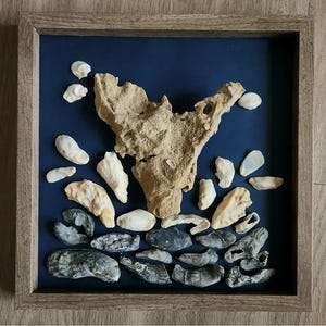 May include: A square wooden frame containing a collection of natural sea shells and a large piece of textured beige coral. The items are arranged against a solid dark blue background, featuring various shapes, sizes, and shades of white, gray, and tan.