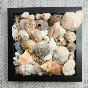May include: A square black shadow box frame containing a dense collection of various seashells, coral fragments, and a sea urchin test. The assortment features diverse textures, shapes, and natural colors including white, tan, brown, and peach.