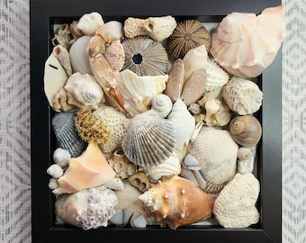 Flood - Florida Seashell Shadowbox Frame Art