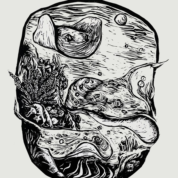 Sea Pancakes