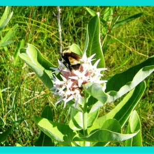50 seeds/Showy Milkweed, Asclepias speciosa