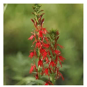 50 seeds Cardinal Flower, Lobelia cardinalis
