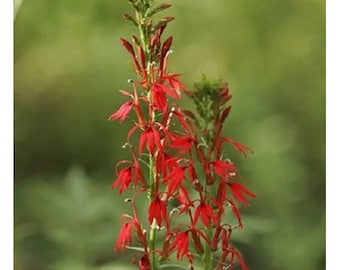 50 seeds Cardinal Flower, Lobelia cardinalis