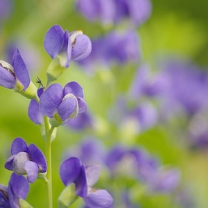 50 seeds Wild Blue Indigo, Baptisia australis