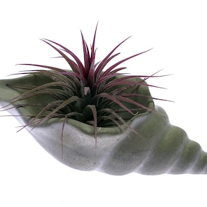 Op de afbeelding: Een groene keramische schelpvormige plantenpot met een paarse luchtplant die erin groeit.