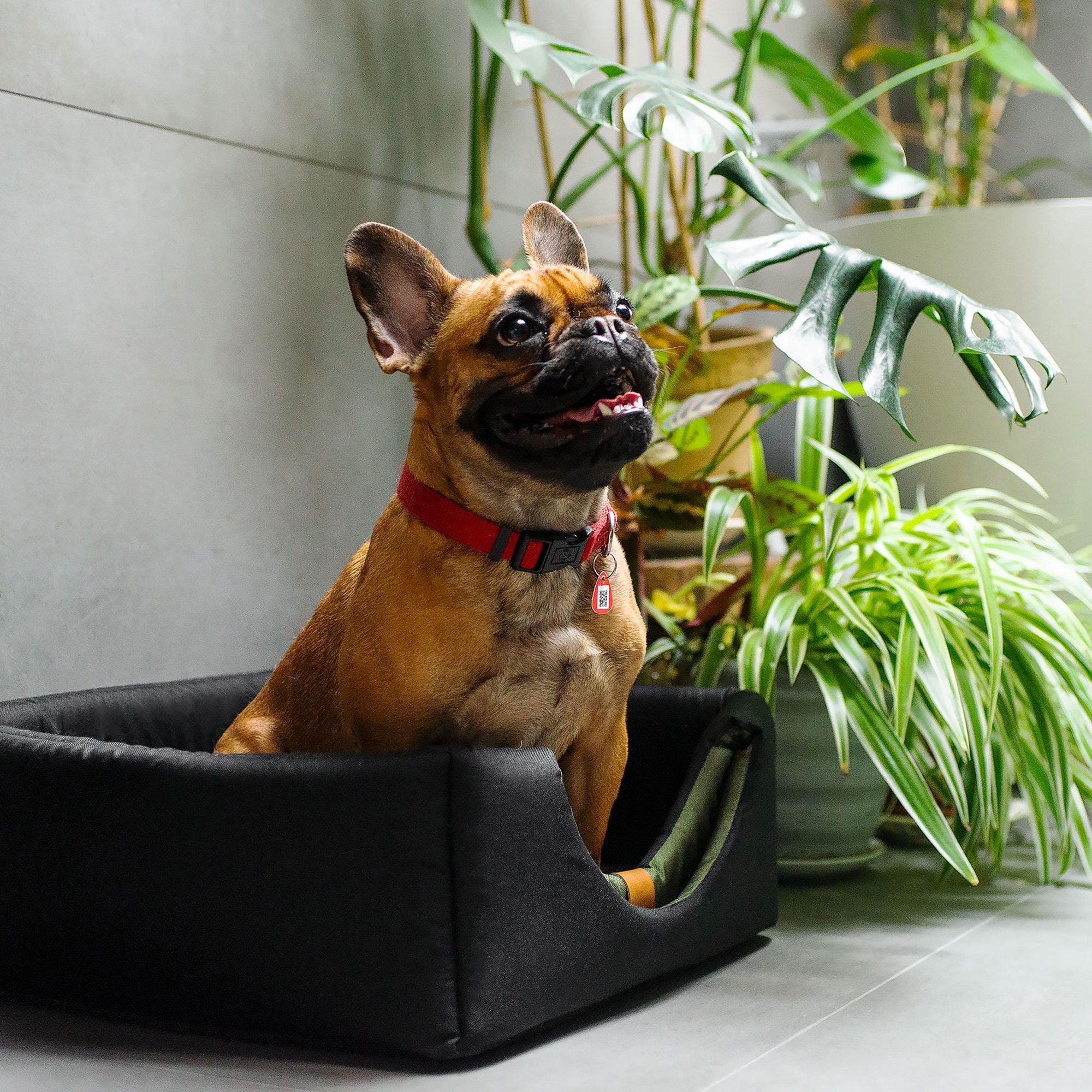 Maison Pour Chien/Chat
