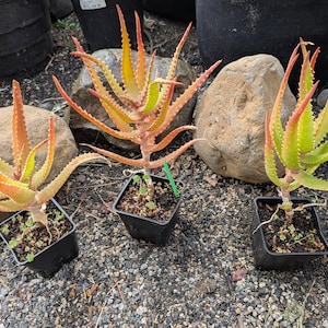 Aloe kedongensis - Kenyan Aloe | native to Southern Africa | orange to salmon winter-spring blooms | grown from seed in 3.5&quot; pots