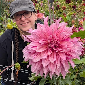 May include: A large, vibrant pink dahlia flower with white streaks on its petals, positioned in the foreground of a garden. The flower features numerous layered, pointed petals and is supported by a green stem within a white netting support.