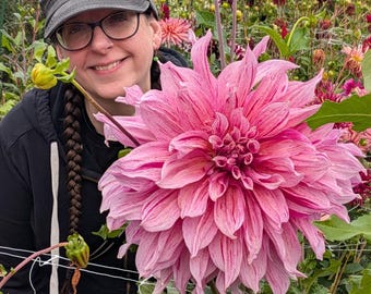Dahlia Maki | summer-fall blooming | pink and  purple veriegated blooms | 12-14" blooms | 3' plants  | bare tuber