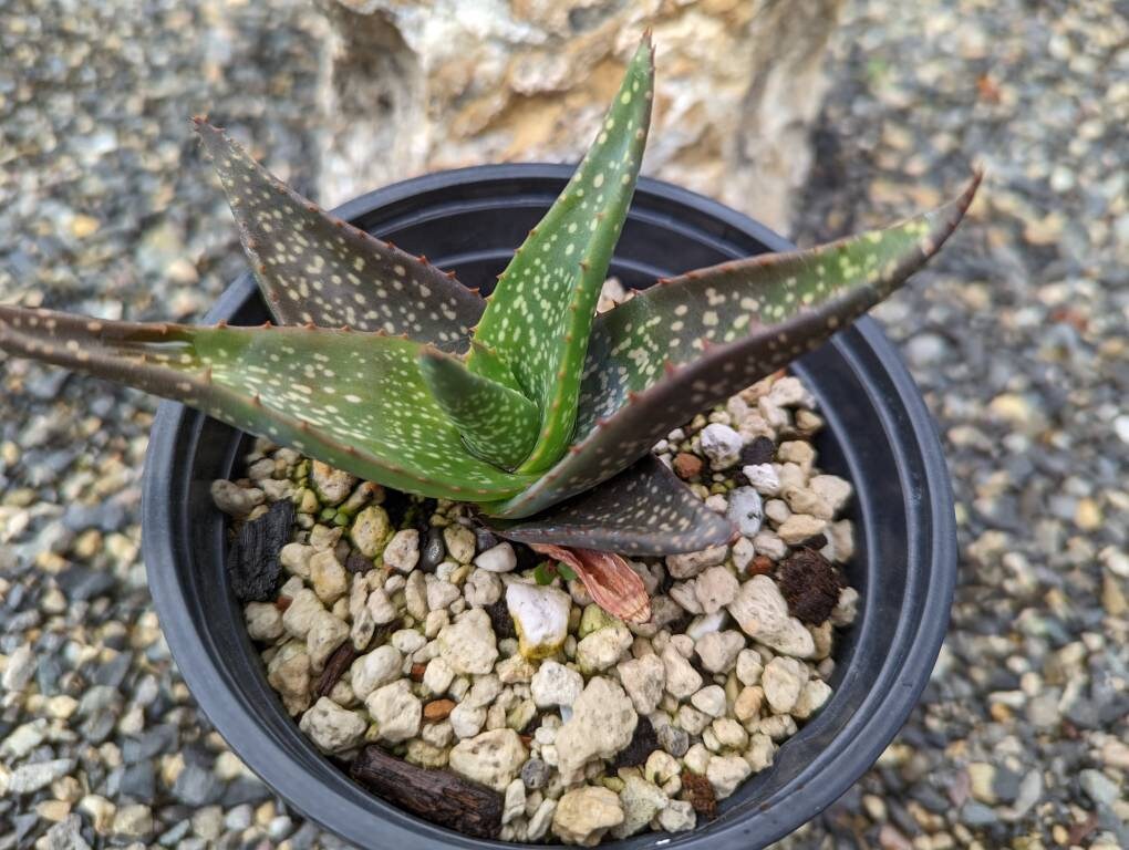 Aloe Tomentosa Hairy Green Aloe Arabian Peninsula Native Etsy