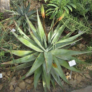 Aloe reitzii - a rare summer blooming stemless aloe with beautiful red flowers - grown from seed in 3.5&quot; pot