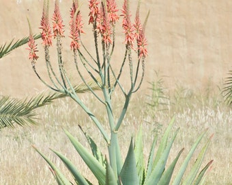 Aloe littoralis - Windhoek Aloe, Mopane Aloe | native to southern Africa | red late-summer/autumn blooms | grown from seed in 3.5" pots