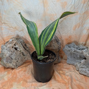 variegated whale fin snake plant | Dracaena masoniana | sansevieria | 14&quot; max leaf | ships bare root