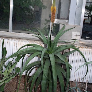 Aloe Speciosa - Etsy
