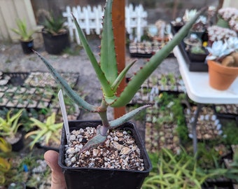 Aloe divaricata, vahotsoy Aloe | Madagascar endemic | red winter blooms | grown from seed in 3.5" pot