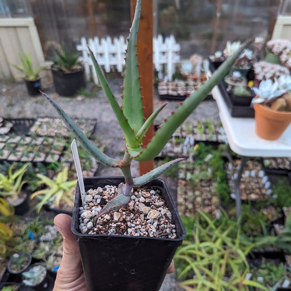 Aloe divaricata, vahotsoy Aloe | Madagascar endemic | red winter blooms | grown from seed in 3.5" pot