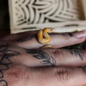 May include: A ring shaped like a coiled snake with a smooth, pale yellow and orange gradient finish. The snake's body wraps around the finger, featuring a small head with visible eye detail, crafted from a solid, matte-textured material.