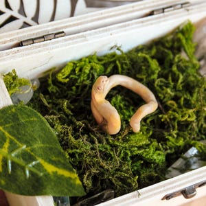 May include: A small, pale, coiled snake figurine crafted from clay, resting inside a light-colored wooden box filled with vibrant green moss. The snake has a smooth, light beige surface and is positioned centrally among the textured moss.