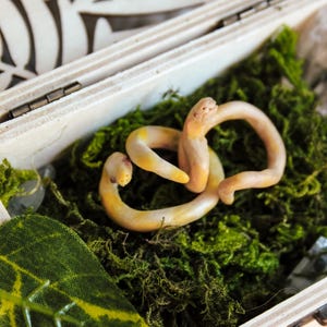 May include: A small, coiled, light-colored snake figurine with yellow and orange accents resting on a bed of dark green moss inside a light-colored wooden box with a decorative cutout lid and a single green leaf in the corner.