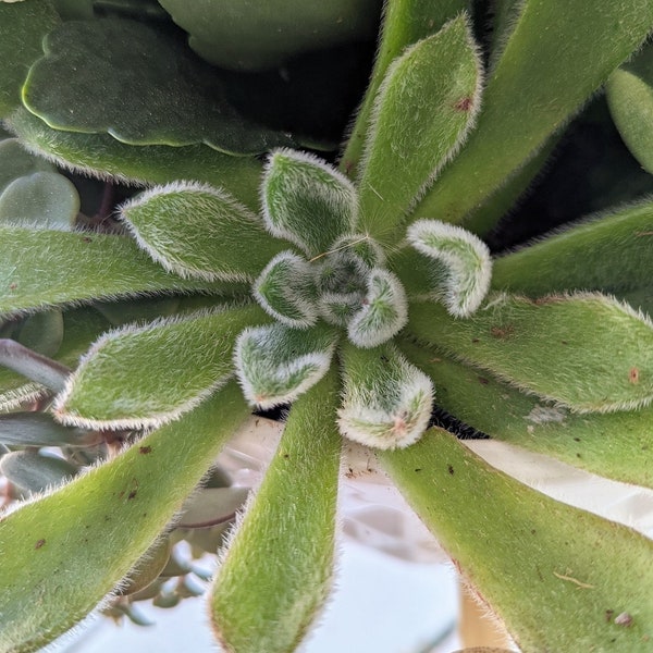 Echeveria Setosa Rose & Purpus