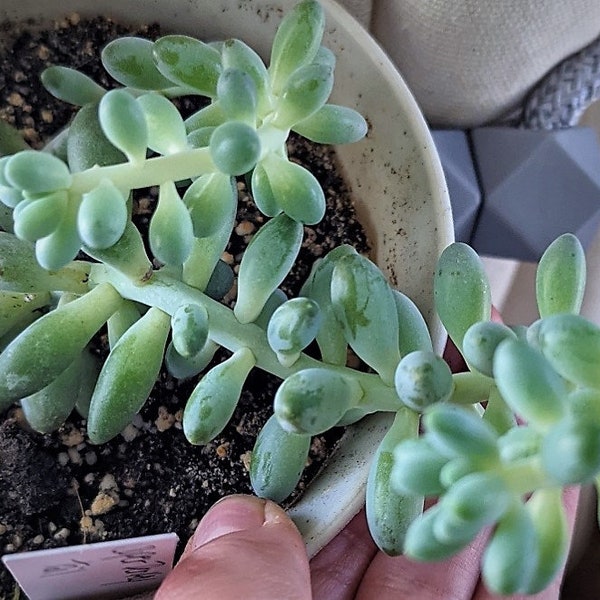 Sedum Morganianum or Donkey Tail Leaf