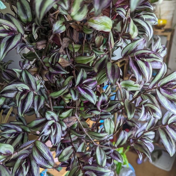 Tradescantia Zebrina or Inch Plant Cutting