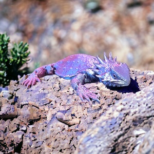 Peut inclure: Un lézard violet et bleu avec des écailles hérissées est assis sur un rocher. Le lézard a une longue queue et regarde vers la droite.