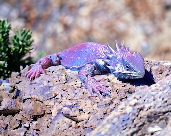 3D Printed Realistic Flexible/Articulated Horned Lizard, Sensory/Fidget toy, Desk toy, Gift for birthday/for him/for her