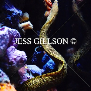 Moray Eel #1 Digital Print