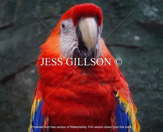 Scarlet Macaw 4 Digital Print | Etsy