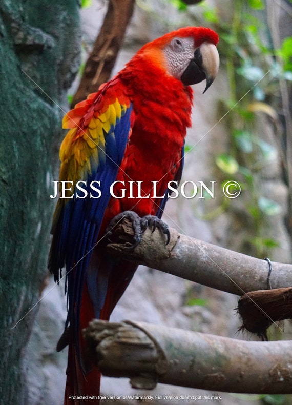 Scarlet Macaw 1 Digital Print | Etsy